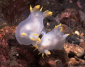   Nudi love St.Valentines day. pair Polycera Faeroensis nudibranchs taken Port St. Mary Ledges Isle Man. Nikonos extension tubes SB105 strobe scanned slide. StValentines St Valentines day Man slide  